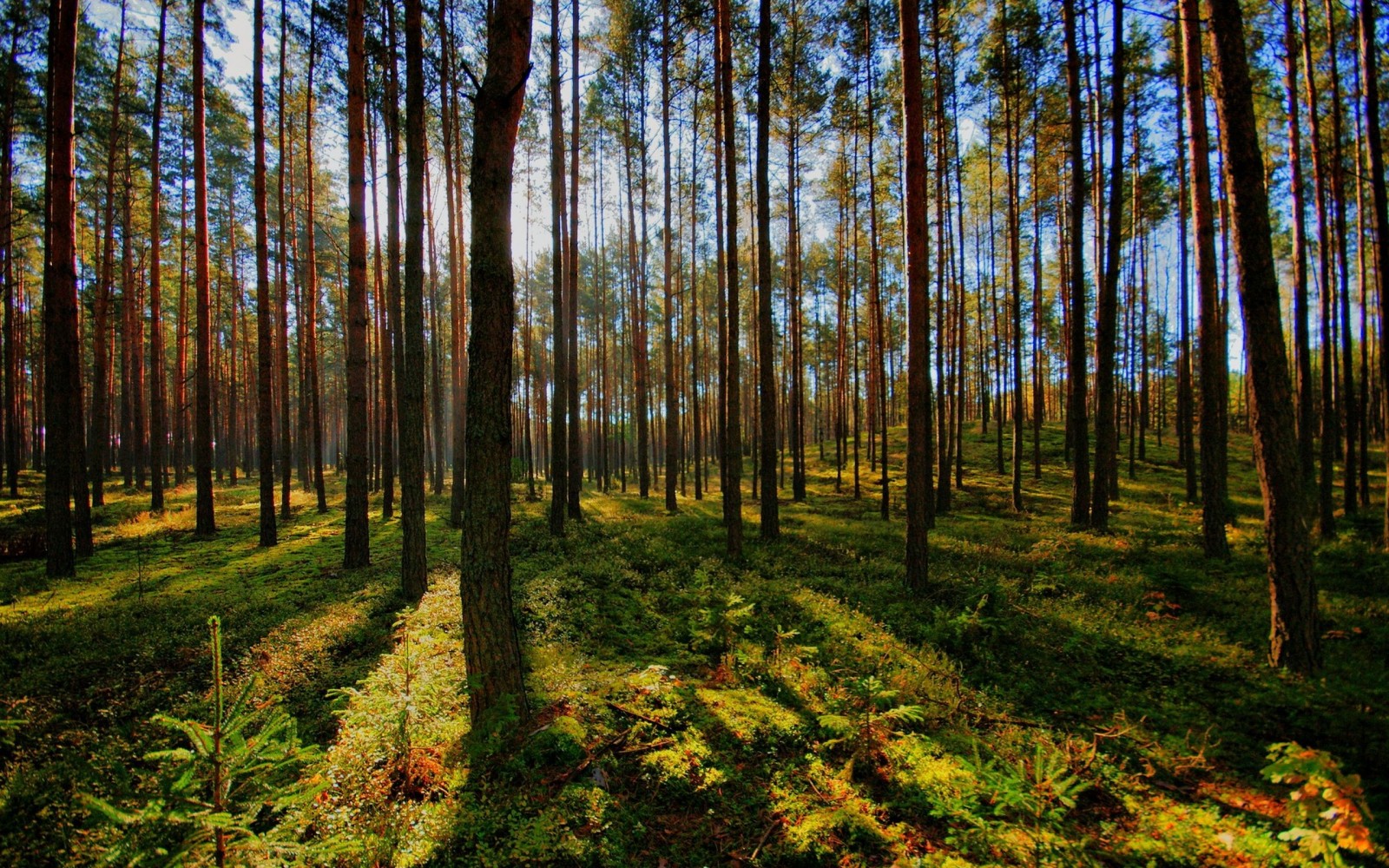 forest